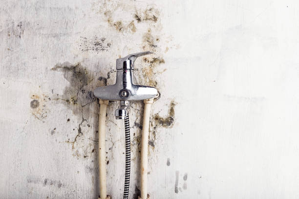 Best Mold Removal Specialists  in Kalida, OH