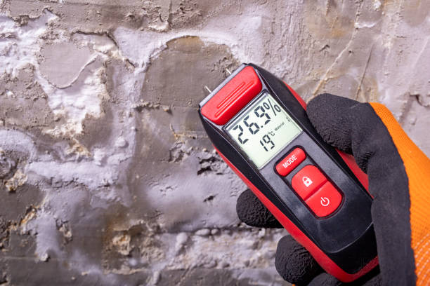 Best Toxic Mold Removal  in Kalida, OH