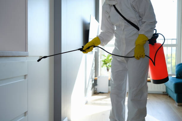 Best Attic Mold Removal  in Kalida, OH