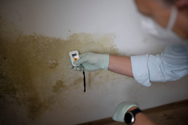Best Commercial Mold Removal  in Kalida, OH