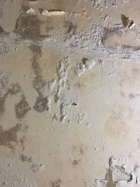 Best Home Mold Removal  in Kalida, OH