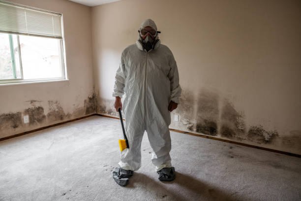 Best Toxic Mold Removal  in Kalida, OH
