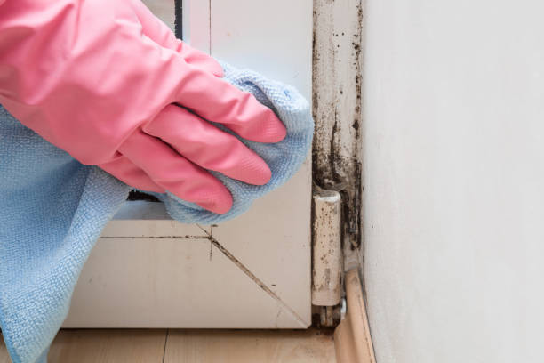 Best Fast Mold Removal  in Kalida, OH